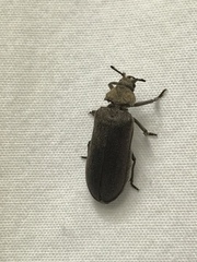 Sandalus petrophya