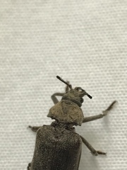 Sandalus petrophya