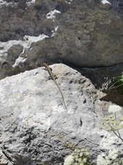 Iberolacerta horvathi