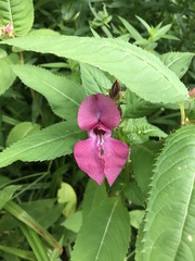 Impatiens glandulifera