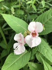 Impatiens glandulifera