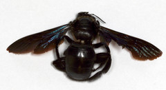 Xylocopa nasalis