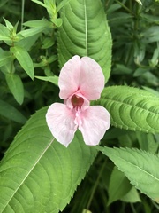 Impatiens glandulifera