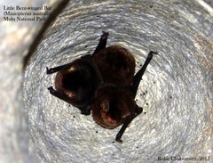 Miniopterus australis