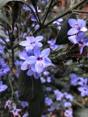 Eranthemum