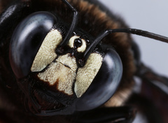 Xylocopa nasalis