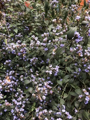 Eranthemum