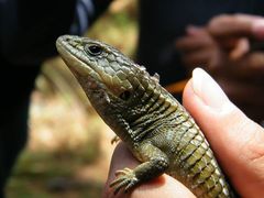 Oaxaca Alligator Lizard photo 3