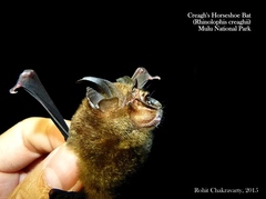 Rhinolophus creaghi