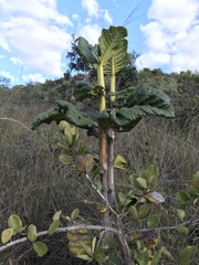 Palicourea rigida