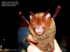 Hipposideros diadema
