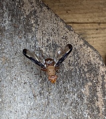 Diacrita costalis