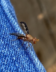 Diacrita costalis