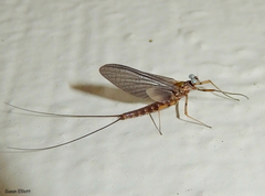 Epeorus pleuralis