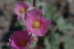 Sphaeralcea ambigua rosacea
