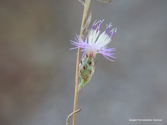 Centaurea alba