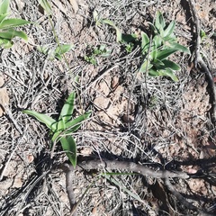 Chlorophytum crispum