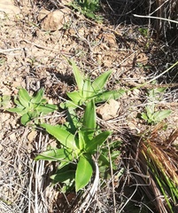 Chlorophytum crispum
