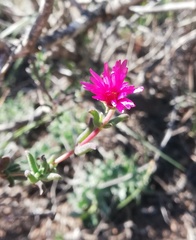 Delosperma neethlingiae
