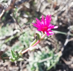 Delosperma neethlingiae