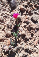 Delosperma neethlingiae