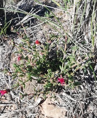 Delosperma neethlingiae