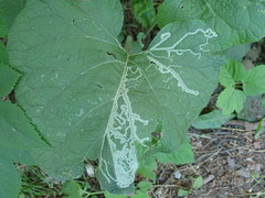 Phytomyza lappae