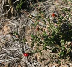 Delosperma neethlingiae