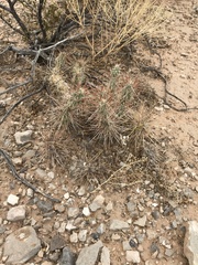 Grusonia grahamii
