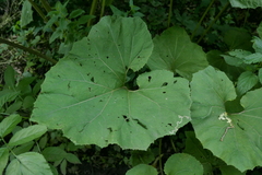 Phytomyza tussilaginis