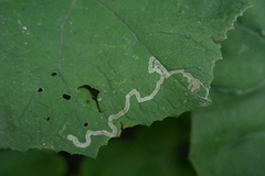 Phytomyza tussilaginis