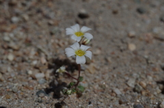 Linanthus inyoensis
