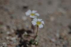 Linanthus inyoensis