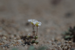 Linanthus inyoensis