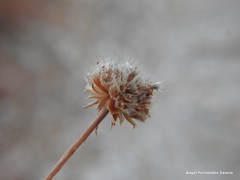 Armeria arenaria