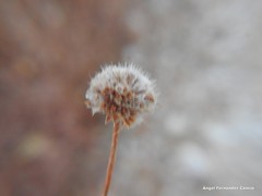 Armeria arenaria