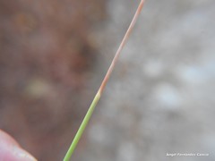 Armeria arenaria