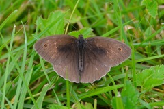 Maniola jurtina
