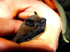 Pipistrellus pipistrellus