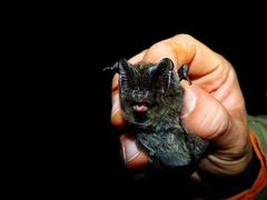 Barbastella barbastellus