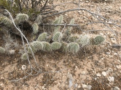 Opuntia trichophora