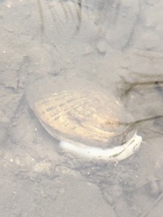 Venustaconcha ellipsiformis