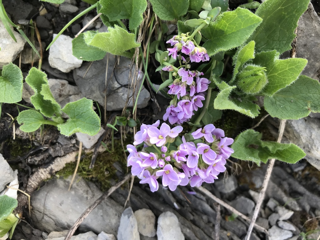 Round-leaved Pennycress