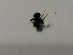 Formicinae