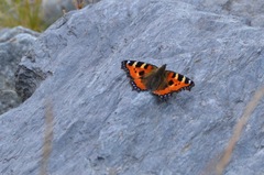 Aglais urticae