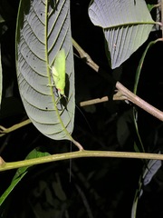 Chondroderella borneensis