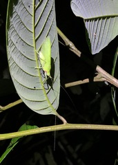 Chondroderella borneensis