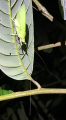 Chondroderella borneensis