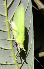 Chondroderella borneensis