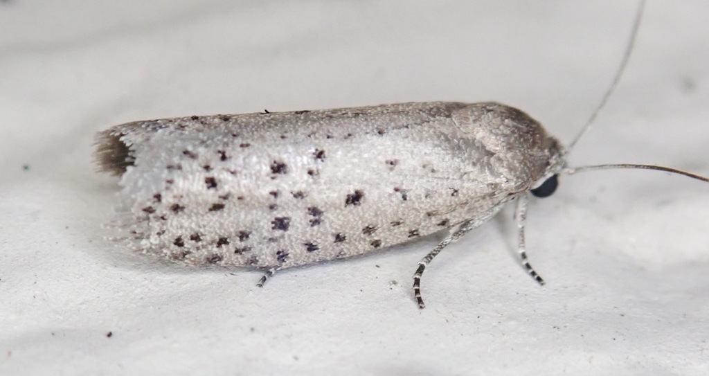 Mimosa webworm